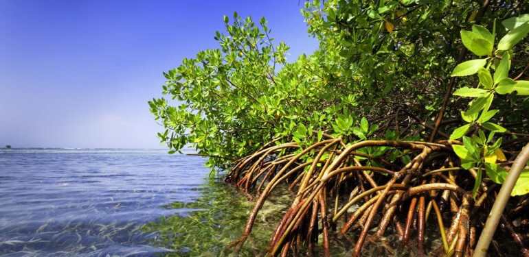 Red mangrove forest and shallow waters in a Tropical island.-