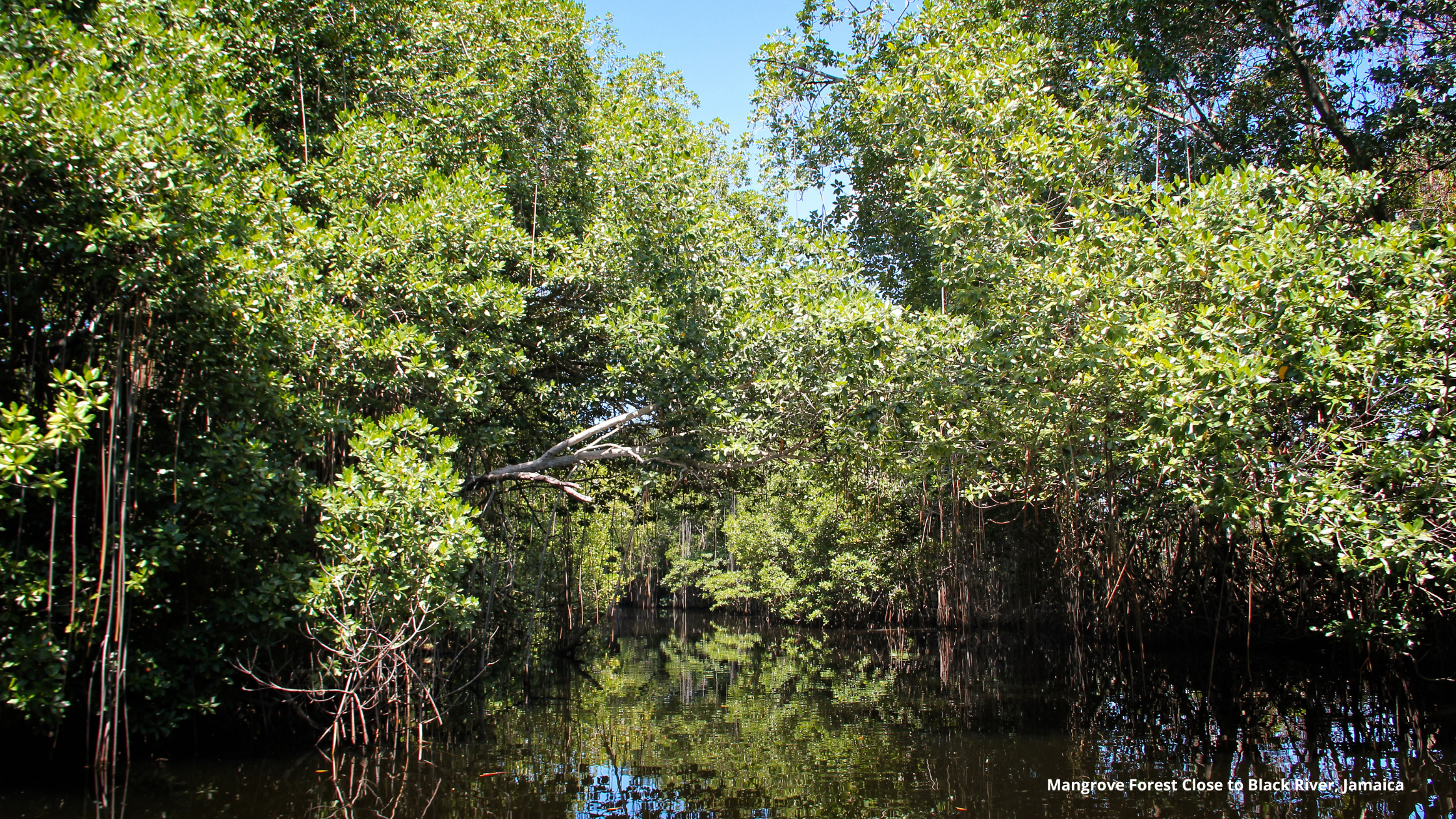 Mangrove Restoration in the Caribbean 