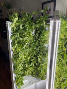 vertical hydroponics unit, Flex Farm showing growing greens